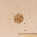 Potagères - Panais de Guernesey - BIO - MEDIA_3D
